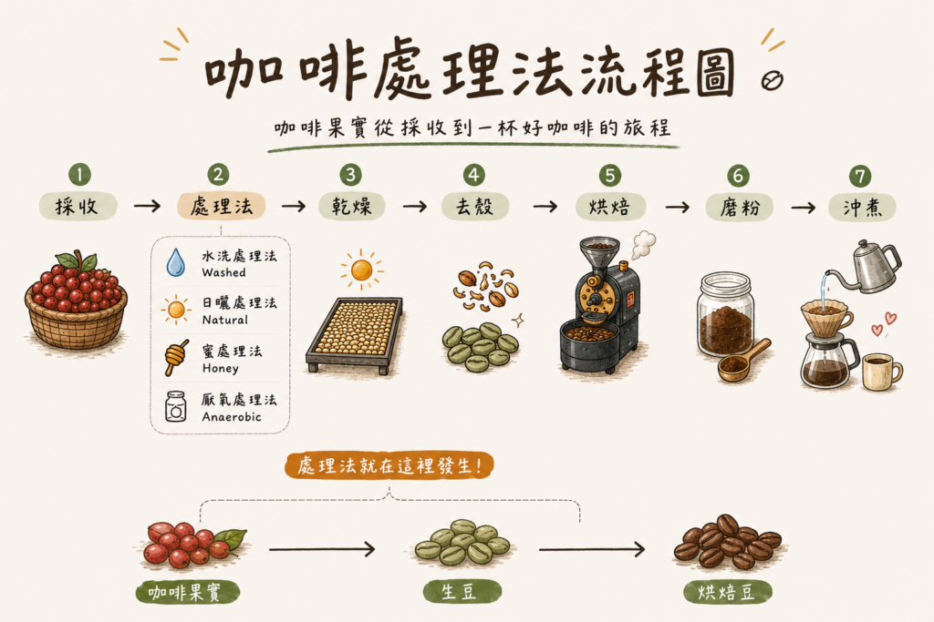 咖啡處理法流程圖，從咖啡果採收到乾燥與烘焙的完整流程